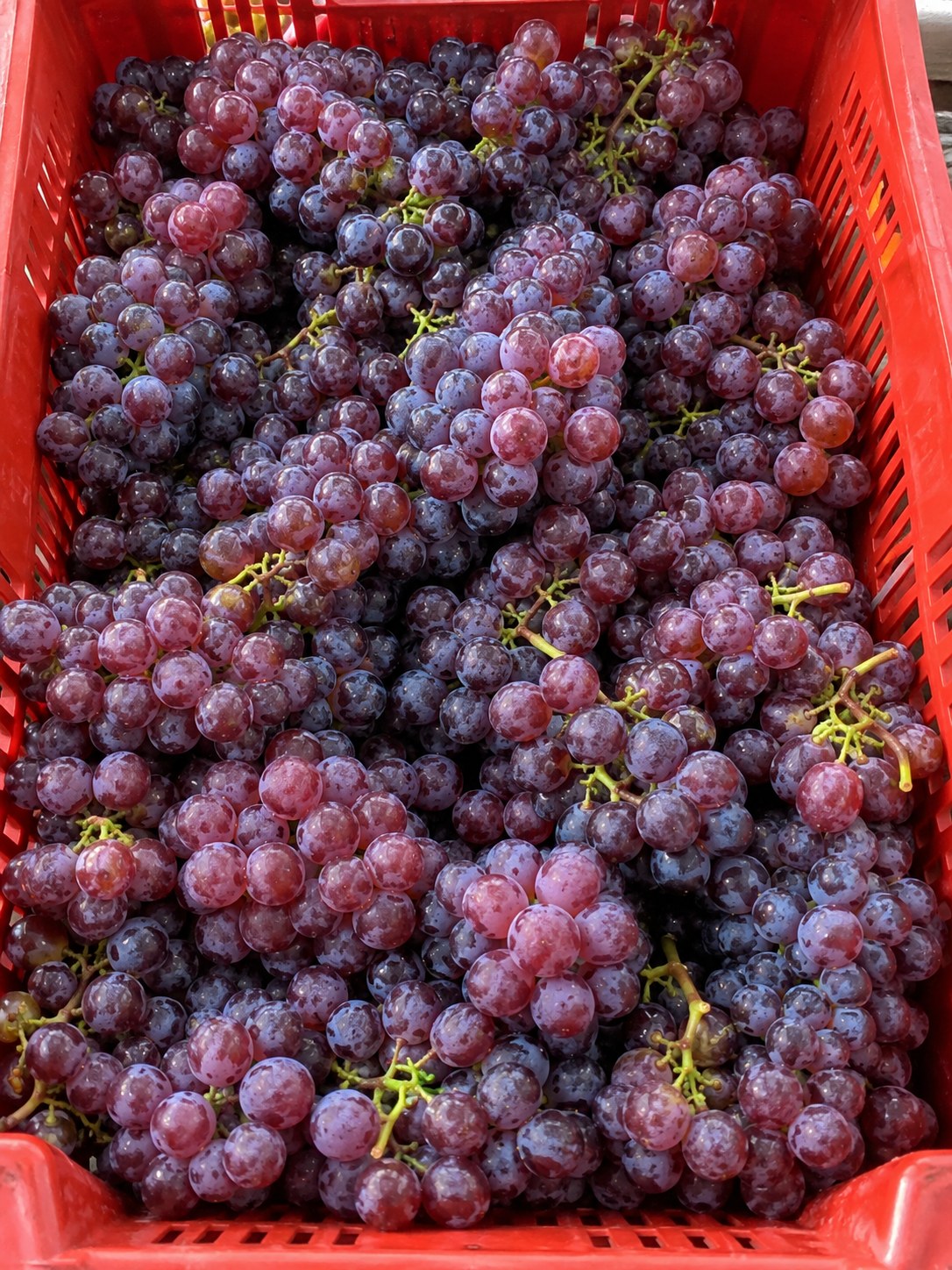 Uvas em caixa